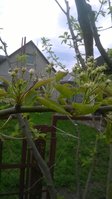 WP_20180428_006.jpg
