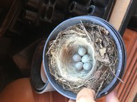 На полке с горшками вот такая находка. Синички?