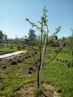 Редкрафт_180512.jpg