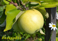 papirowka.jpg