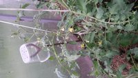 IMG-20180520-WA0003[1].jpeg