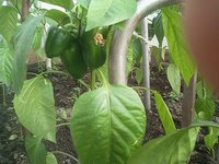 IMG_20180520_164849.jpg