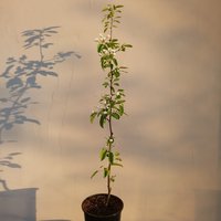 20180512_192851_Burst01.jpg
