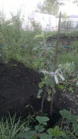 2018-05-12-1820Весялина.jpg