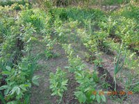 DSCN6833.JPG