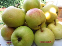 Рогнеда