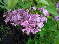 Вестница