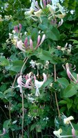 WP_20180523_20_46_03_Pro.jpg
