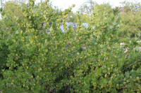 IMG_2095.jpg