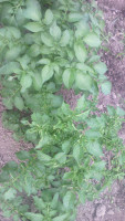 IMG_20180604_193735.jpg