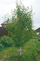 DSC_1055.jpg