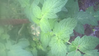 WP_20180606_07_46_37_Pro.jpg