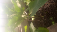 WP_20180608_07_29_07_Pro.jpg