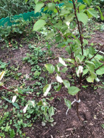 IMG-20180612-WA0004.jpg