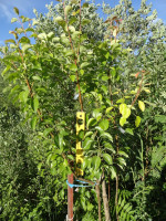 DSC07204-01.jpg