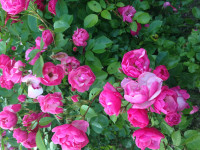 IMG_7893.JPG