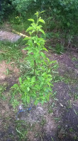 VK_Photo_636653200231647289.jpg