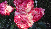 Jubilie du Prince de Monako