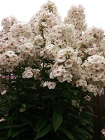 IMG_20130814_013544.jpg