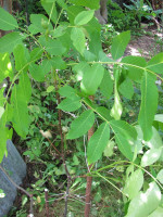IMG_0021.JPG