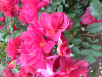 IMG_7976.JPG