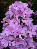 IMG_20130814_013627.jpg