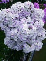 IMG_20130814_013858.jpg
