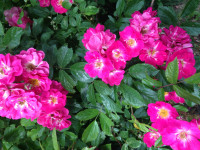 IMG_7992.JPG