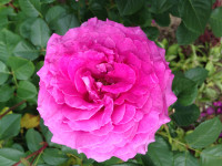 IMG_7995.JPG