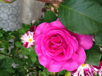 IMG_7996.JPG