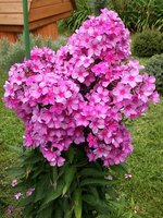 IMG_20130814_014133.jpg