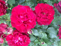 IMG_8001.JPG