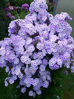IMG_20130814_015514.jpg