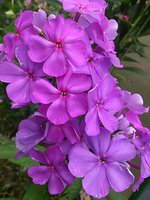 IMG_20130814_015611.jpg