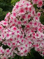 IMG_20130814_015724.jpg