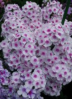 IMG_20130814_015951.jpg
