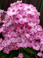 IMG_20130814_020910.jpg