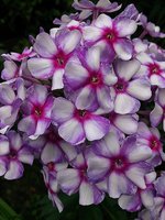IMG_20130814_021002.jpg