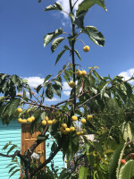 Белая ранняя (5 г вкусная хрусткая).jpg