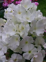 IMG_20130814_021034.jpg
