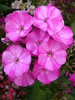 IMG_20130814_021306.jpg
