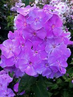 IMG_20130814_021757.jpg
