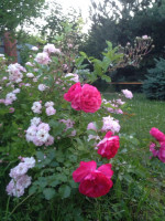 IMG_8025.JPG