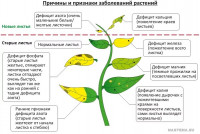 Диагностика видов дефицита питания у растений.jpg
