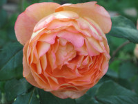 IMG_0046.JPG