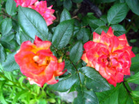 IMG_0397-1.jpg