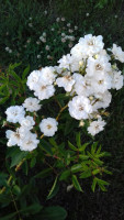 20180622_195023.jpg