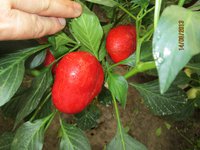 Peperone (Галина Александровна)