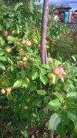 WP_20180703_008.jpg