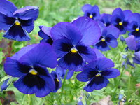 DSC00284.JPG